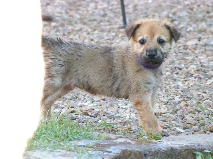 chinook dog